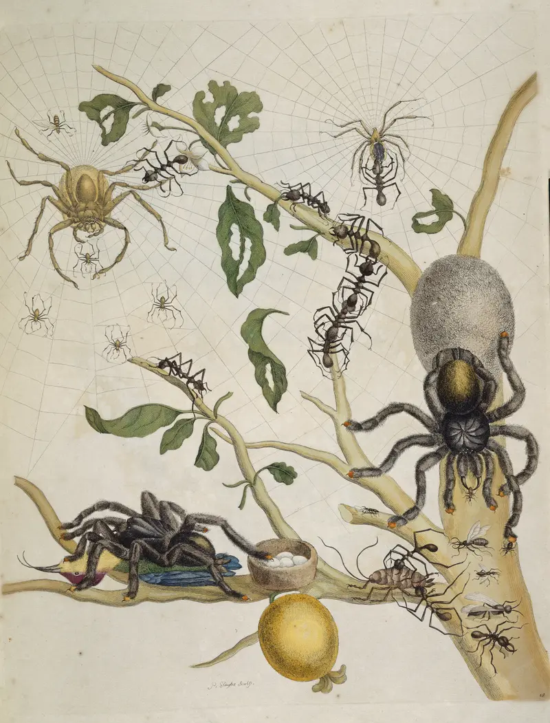 Maria Sibylla Merian, Metamorphosis insectorum Surinamensium (1705)