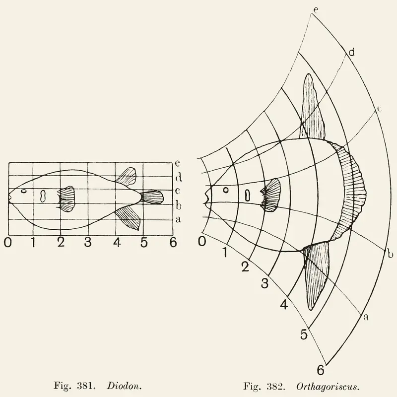 D'Arcy Thompson, On Growth and Form (1917)